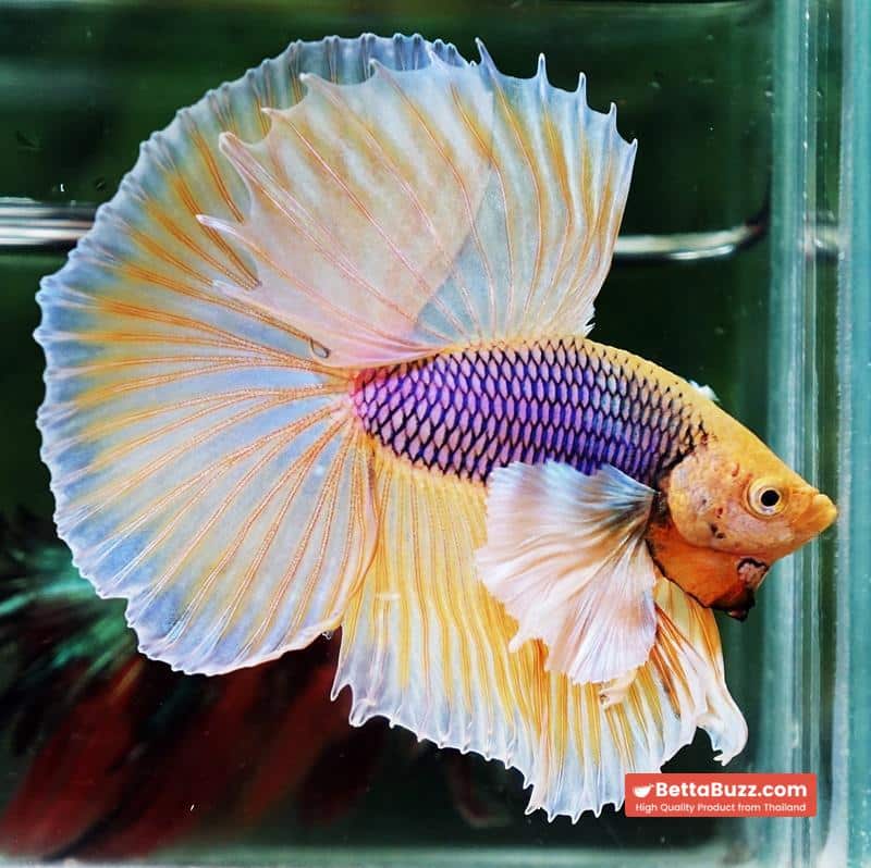Betta fish OHM Pink Pineapple Big Dumbo - Image 3