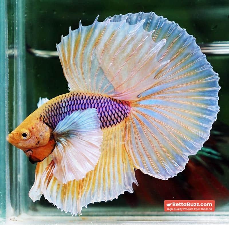 Betta fish OHM Pink Pineapple Big Dumbo - Image 4