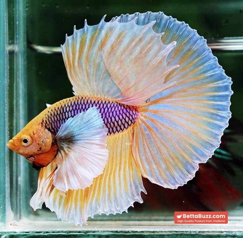 Betta fish OHM Pink Pineapple Big Dumbo - Image 2