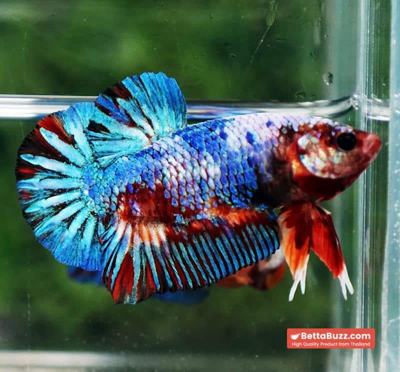 Betta fish Fancy Multicolor Marble (HMPK)