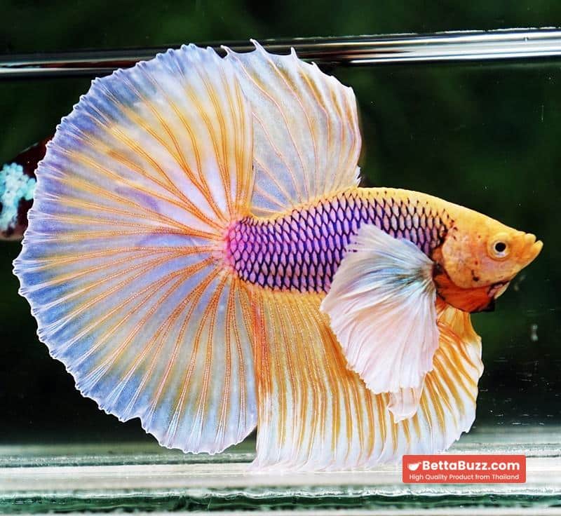 Betta fish OHM Pink Pineapple Big Dumbo - Image 5
