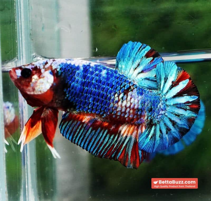 Betta fish Fancy Multicolor Marble (HMPK) - Image 6