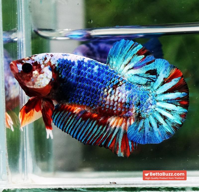 Betta fish Fancy Multicolor Marble (HMPK) - Image 3