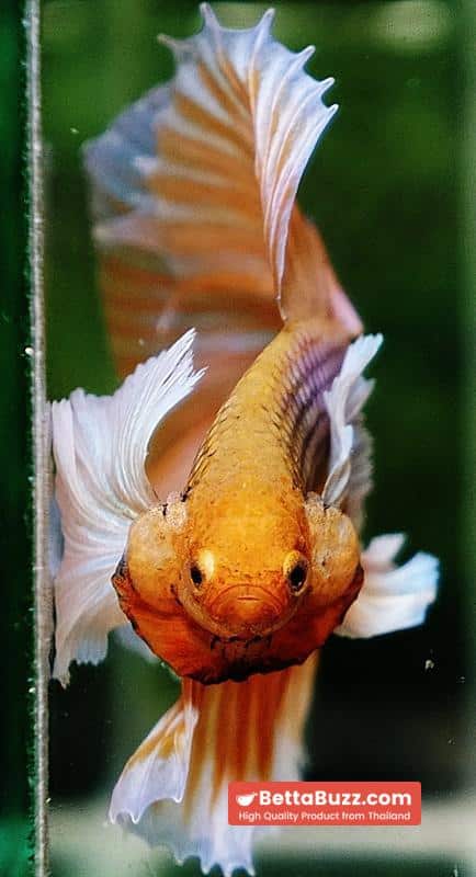 Betta fish OHM Pink Pineapple Big Dumbo - Image 6