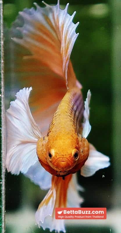 Betta fish OHM Pink Pineapple Big Dumbo - Image 7