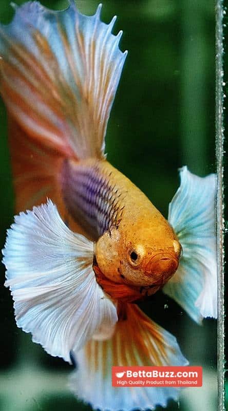 Betta fish OHM Pink Pineapple Big Dumbo - Image 8