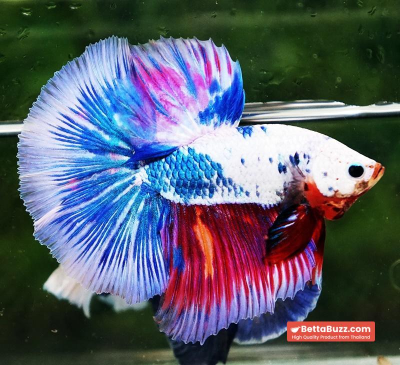 Betta fish HM Magical Pink Blue Marble - Image 3