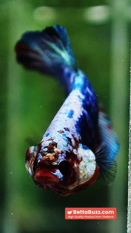 Betta fish Fancy Multicolor Marble (HMPK) - Image 7