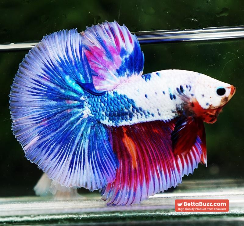 Betta fish HM Magical Pink Blue Marble - Image 5