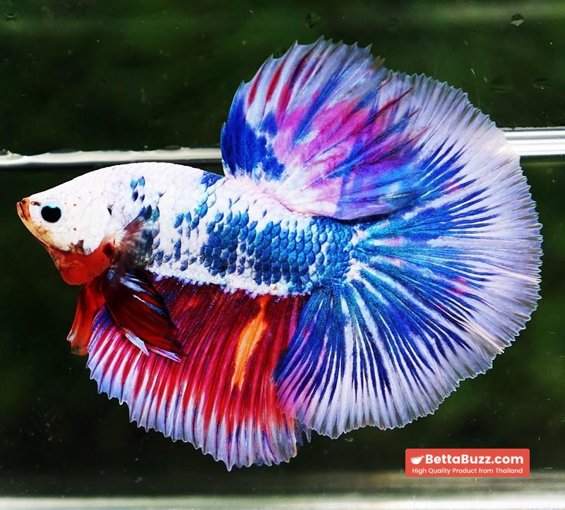 Betta fish HM Magical Pink Blue Marble - Image 2