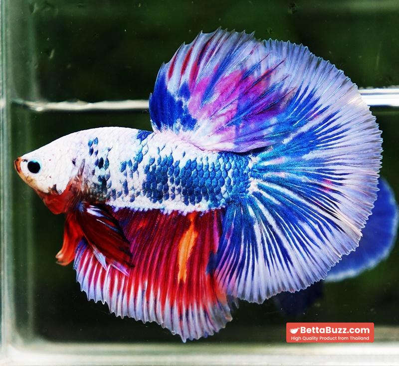 Betta fish HM Magical Pink Blue Marble - Image 4