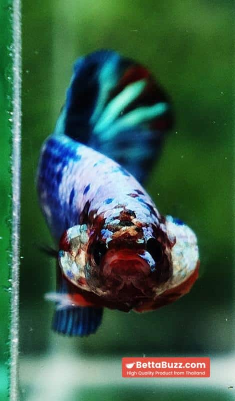 Betta fish Fancy Multicolor Marble (HMPK) - Image 8