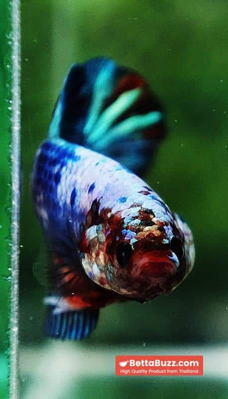 Betta fish Fancy Multicolor Marble (HMPK) - Image 9