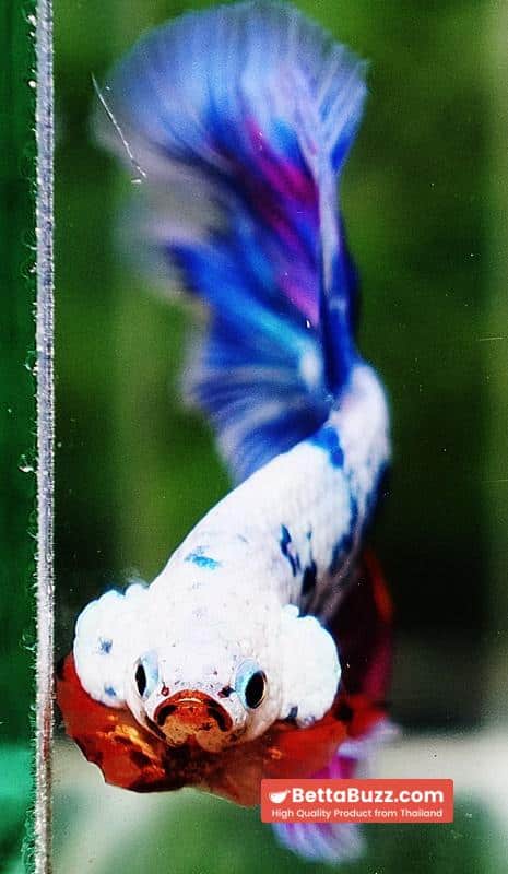 Betta fish HM Magical Pink Blue Marble - Image 6