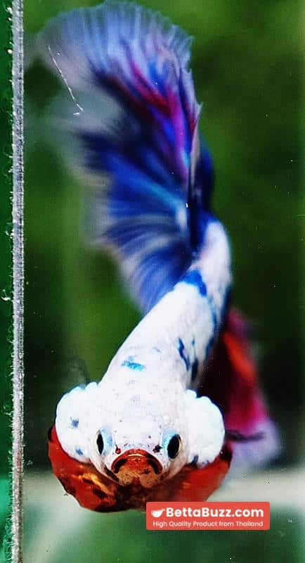 Betta fish HM Magical Pink Blue Marble - Image 7
