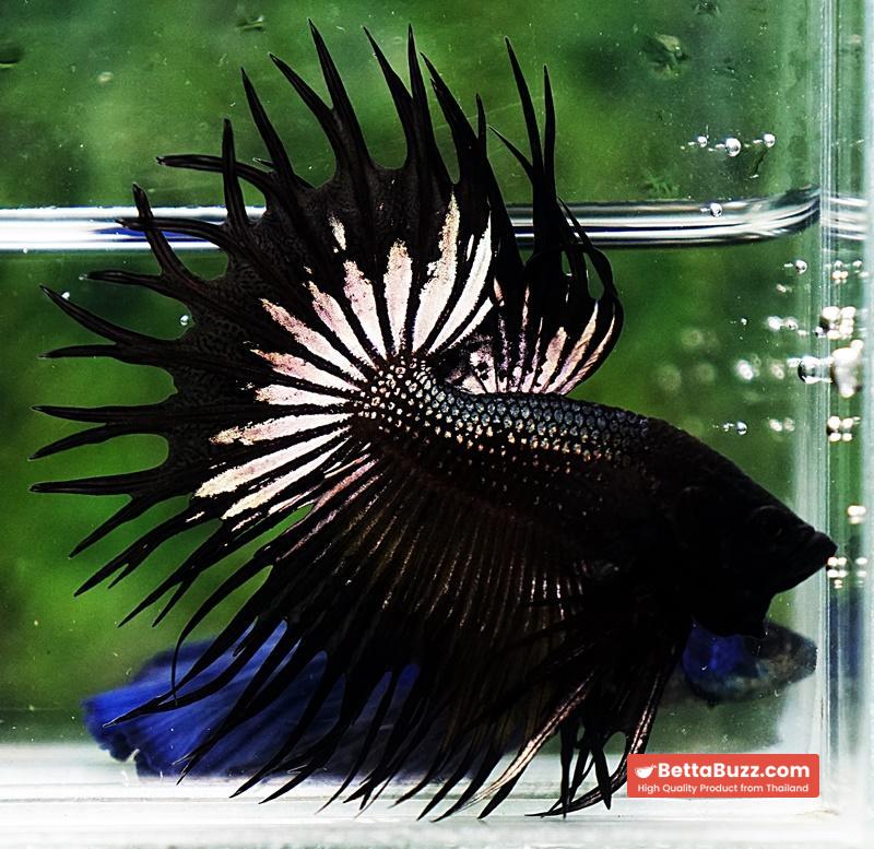 Betta fish CT King Dark Black Orchid - Image 4