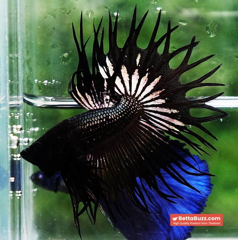 Betta fish CT King Dark Black Orchid - Image 5