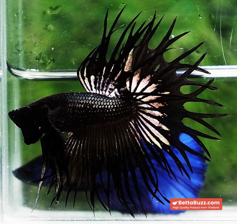 Betta fish CT King Dark Black Orchid - Image 3
