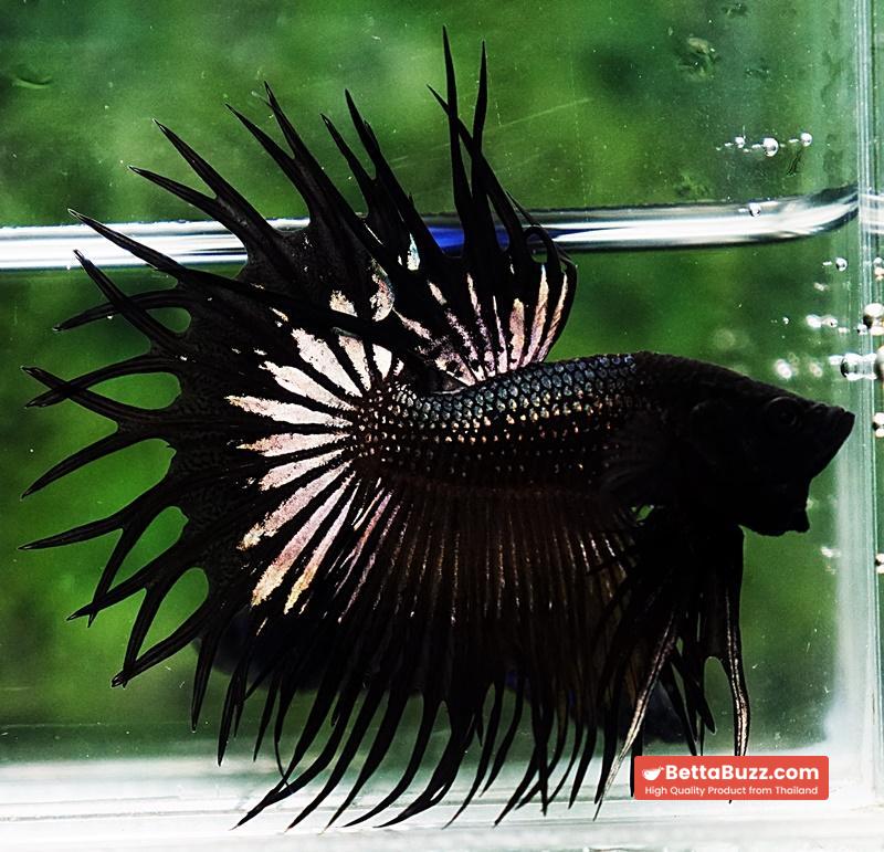 Betta fish CT King Dark Black Orchid - Image 6