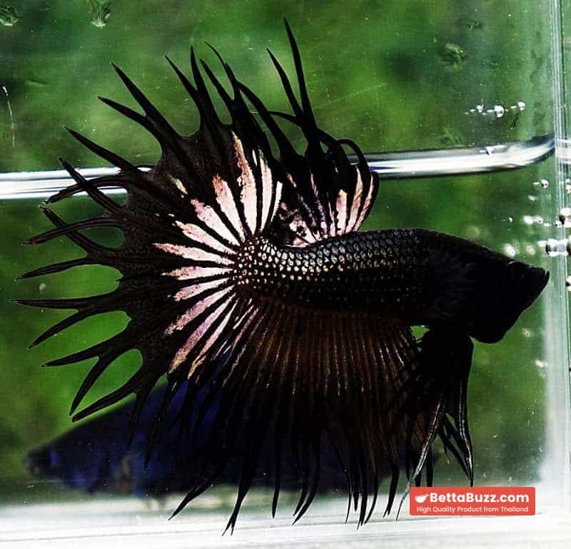 Betta fish CT King Dark Black Orchid - Image 2