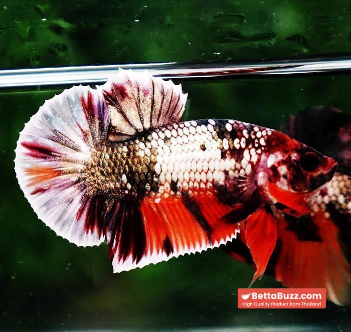 Betta fish HMPK Prince Copper Candy Nemo - Image 3