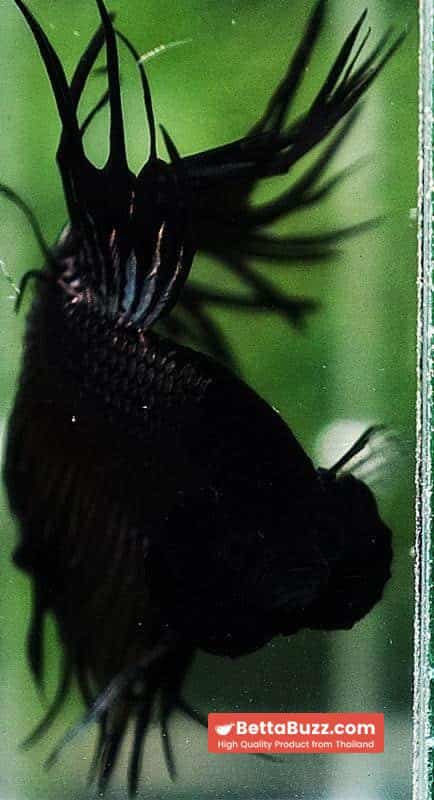 Betta fish CT King Dark Black Orchid - Image 7