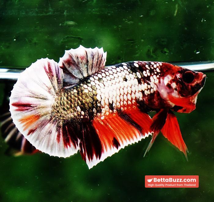 Betta fish HMPK Prince Copper Candy Nemo - Image 5