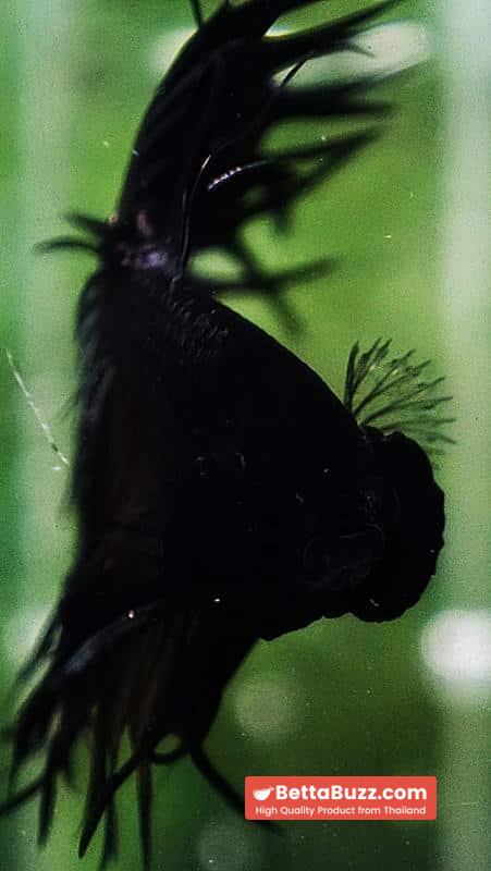 Betta fish CT King Dark Black Orchid - Image 8
