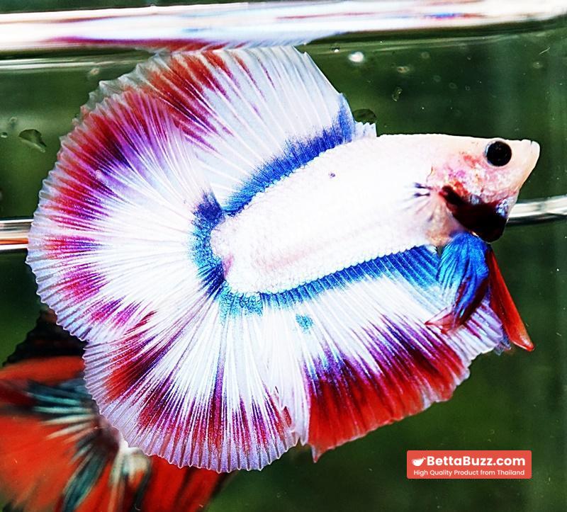 Betta fish DTHM White Mascot - Image 5