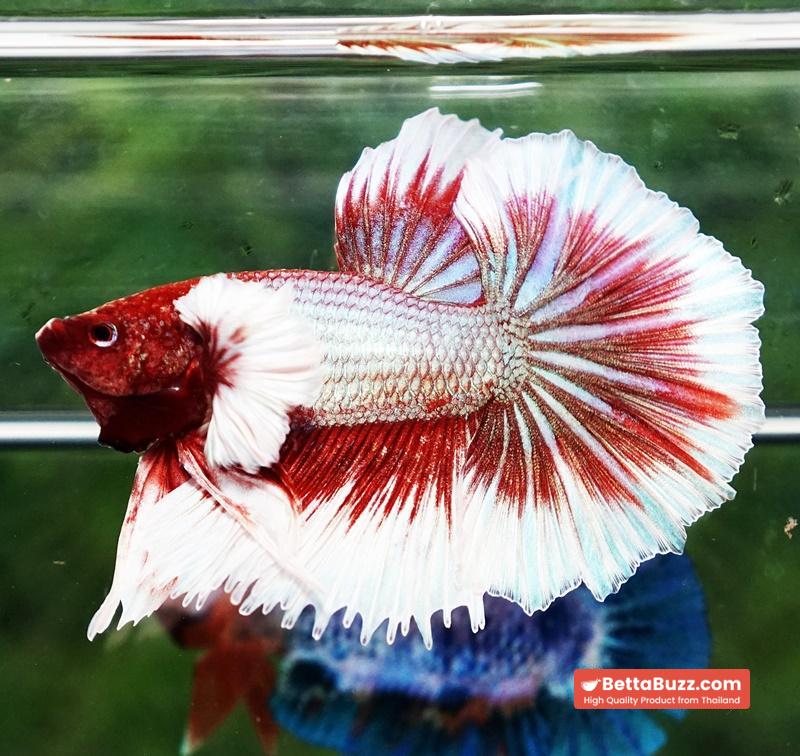 Betta fish Red Tres Chic Dumbo (OHM) - Image 3