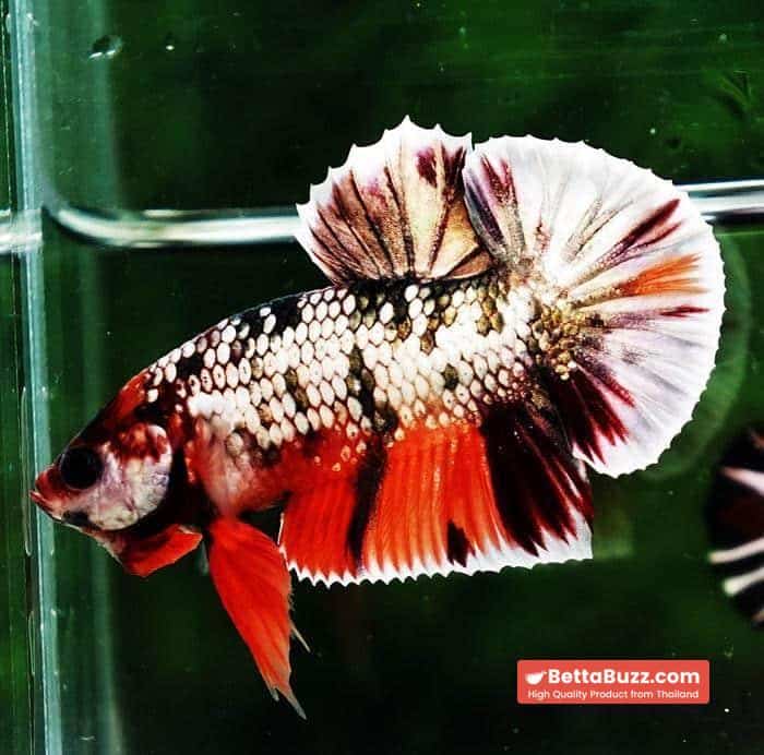 Betta fish HMPK Prince Copper Candy Nemo - Image 2