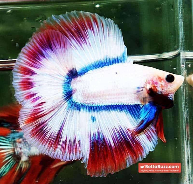 Betta fish DTHM White Mascot - Image 2