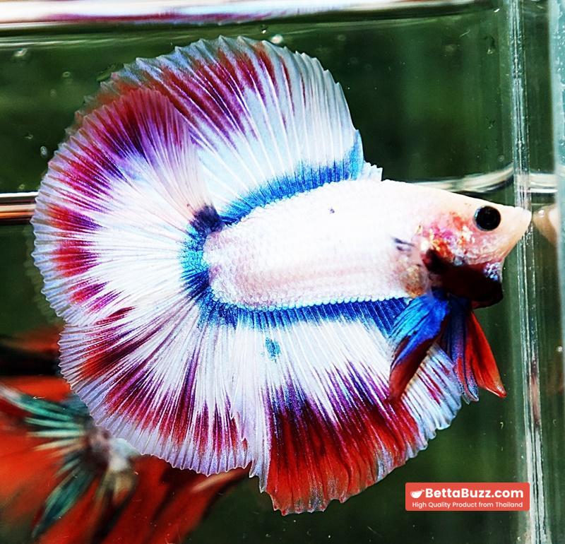 Betta fish DTHM White Mascot - Image 4