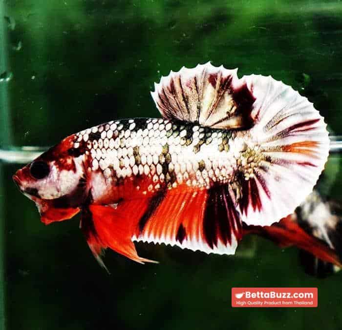 Betta fish HMPK Prince Copper Candy Nemo - Image 4