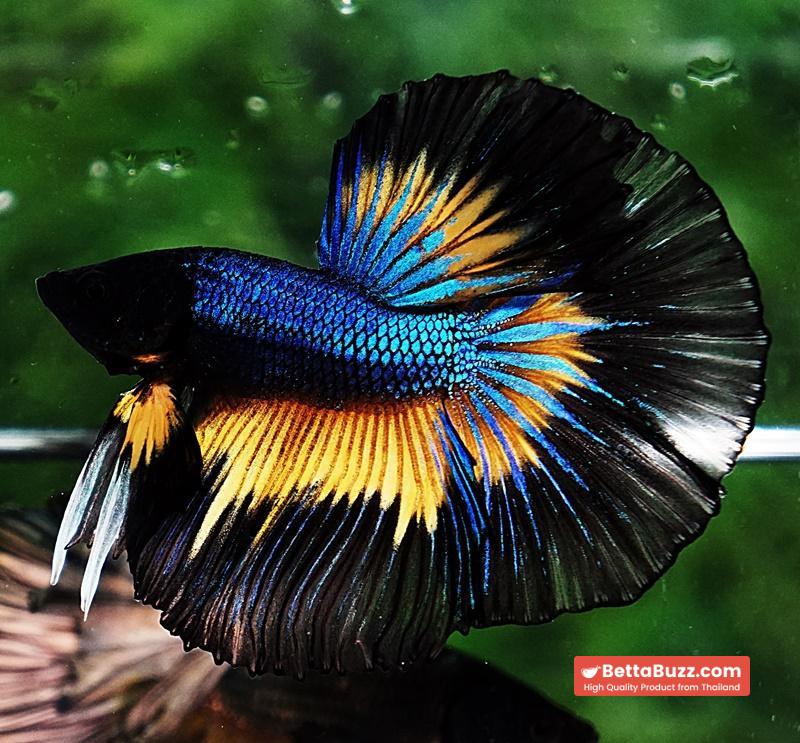 Betta fish OHM Prince Blue Mustard Gas Butterfly (Comp Grade) - Image 3