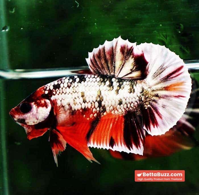 Betta fish HMPK Prince Copper Candy Nemo - Image 6