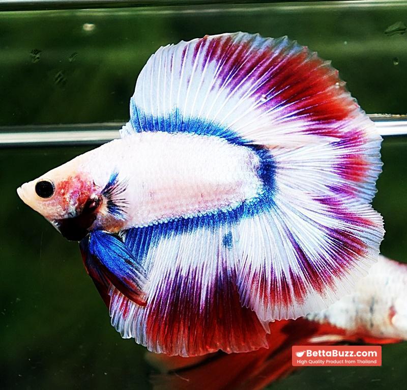 Betta fish DTHM White Mascot - Image 3