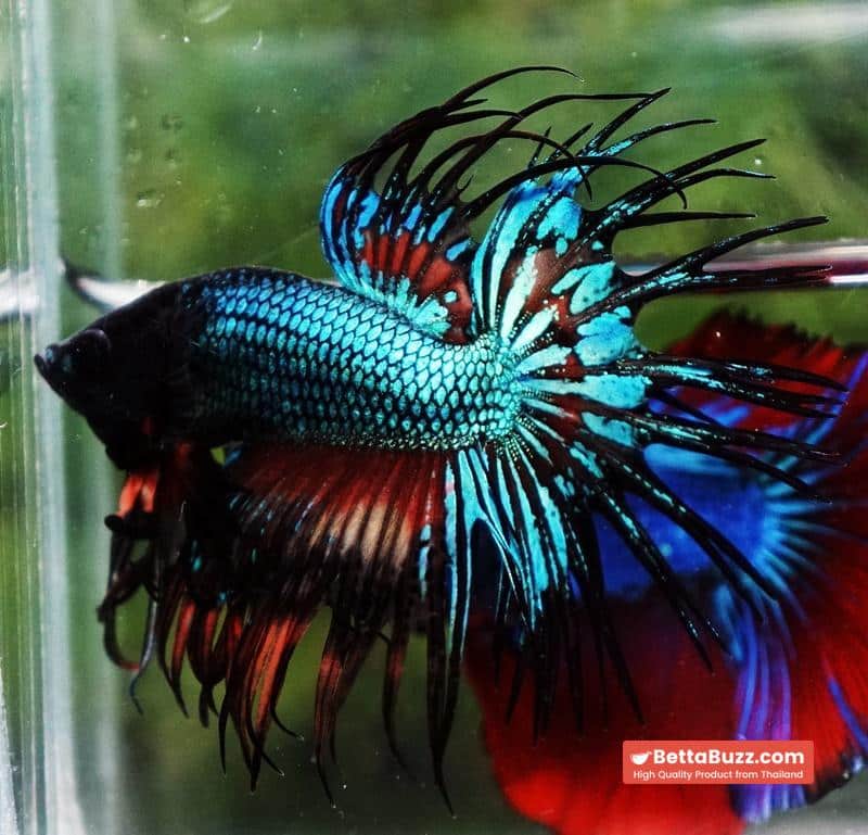 Betta fish CT Emerald Candy Nemo - Image 3