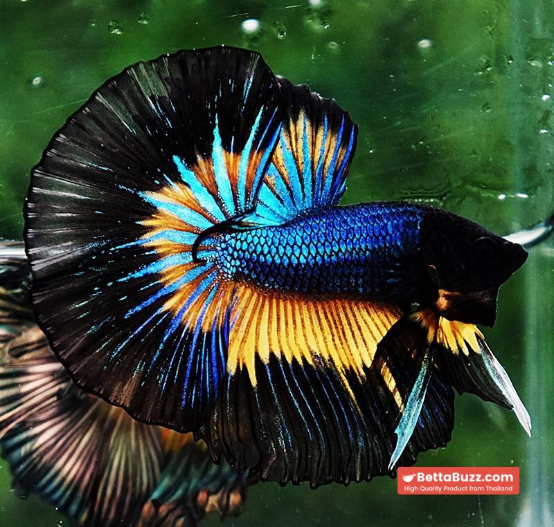 Betta fish OHM Prince Blue Mustard Gas Butterfly (Comp Grade) - Image 4