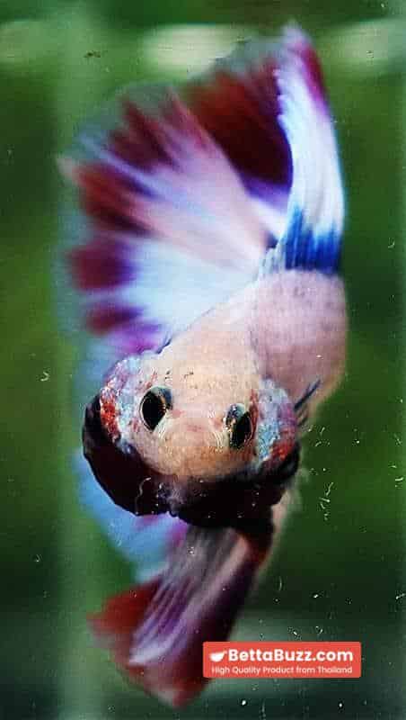 Betta fish DTHM White Mascot - Image 6