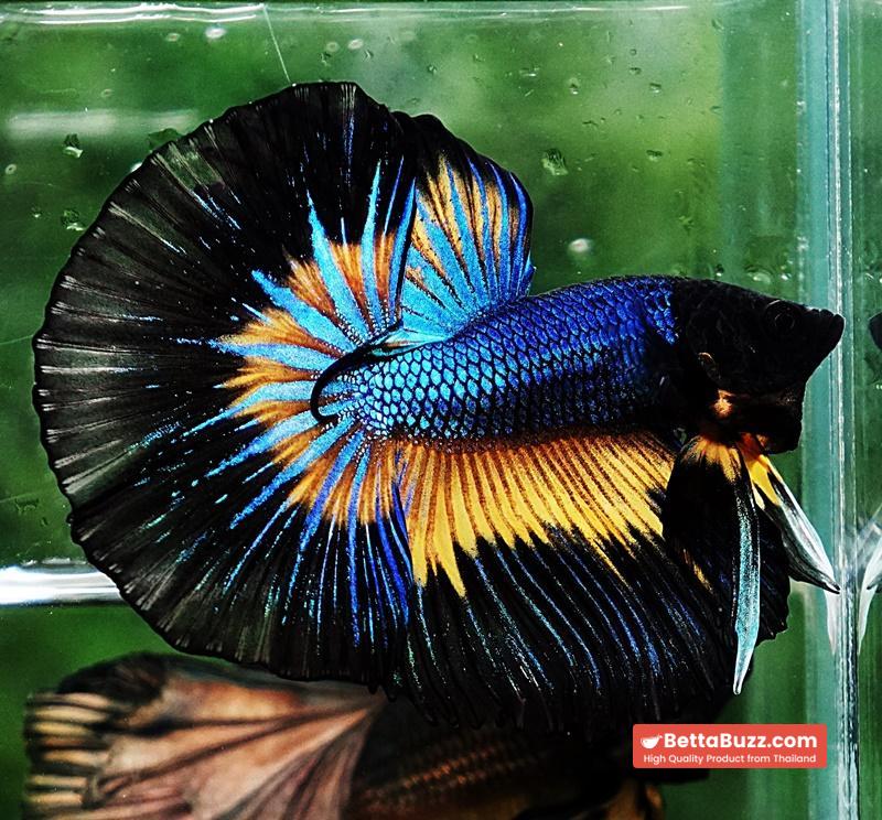 Betta fish OHM Prince Blue Mustard Gas Butterfly (Comp Grade) - Image 2