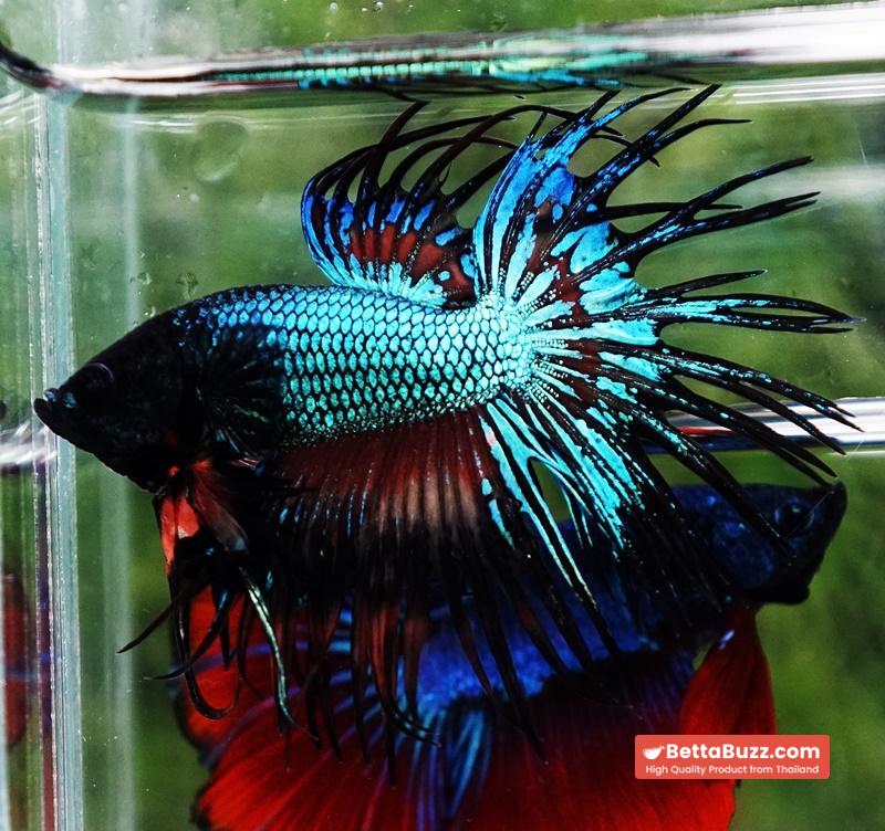 Betta fish CT Emerald Candy Nemo - Image 5