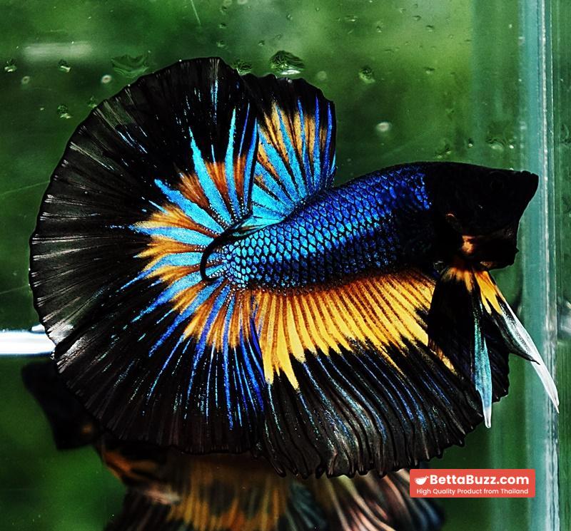Betta fish OHM Prince Blue Mustard Gas Butterfly (Comp Grade) - Image 6