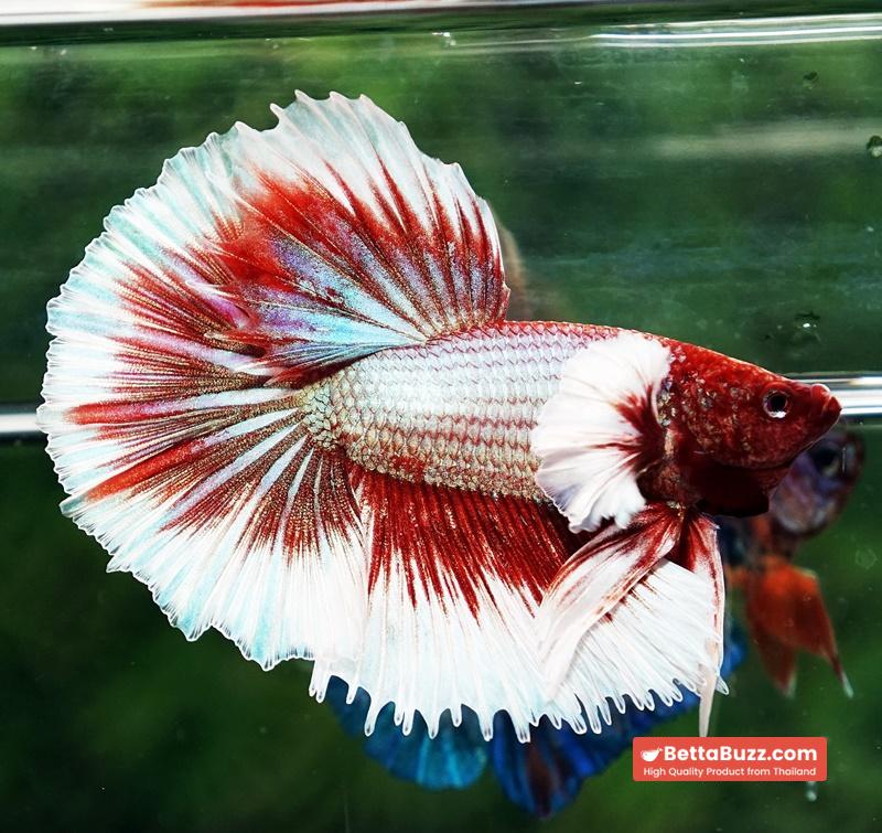 Betta fish Red Tres Chic Dumbo (OHM) - Image 4