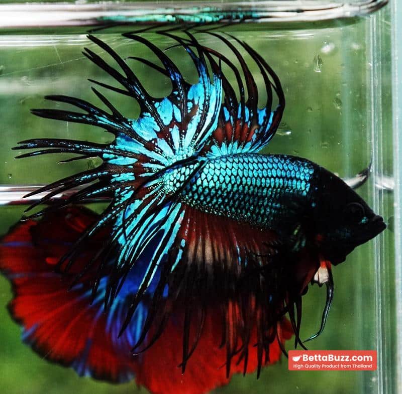 Betta fish CT Emerald Candy Nemo - Image 4