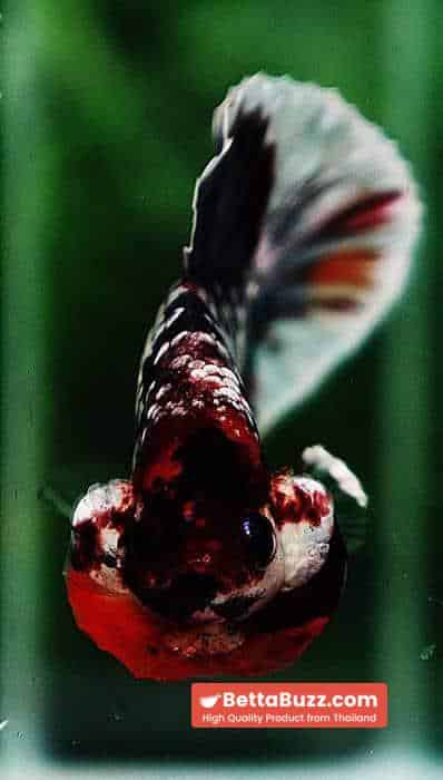 Betta fish HMPK Prince Copper Candy Nemo - Image 7