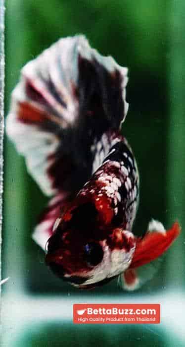 Betta fish HMPK Prince Copper Candy Nemo - Image 8