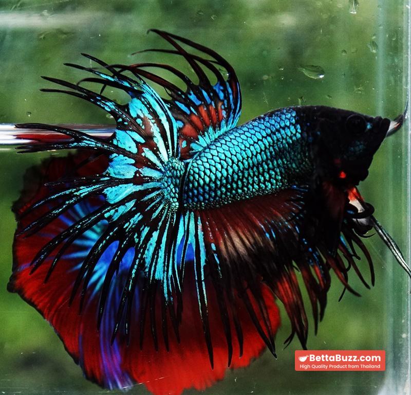 Betta fish CT Emerald Candy Nemo - Image 2