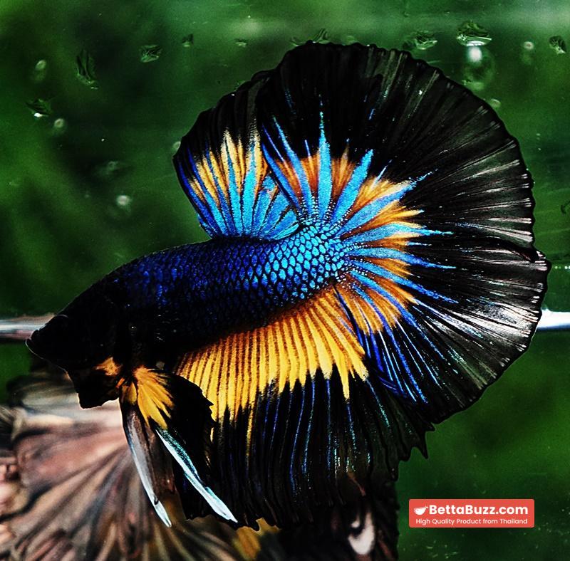 Betta fish OHM Prince Blue Mustard Gas Butterfly (Comp Grade) - Image 5