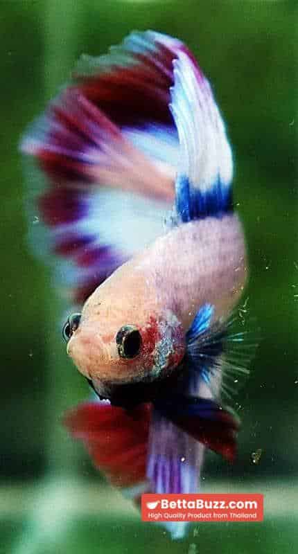 Betta fish DTHM White Mascot - Image 7